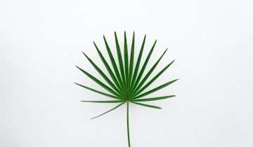 Palm Leaf Products